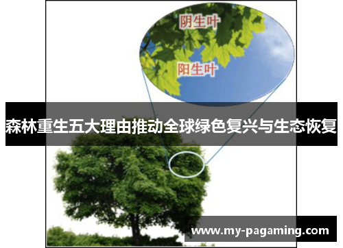 森林重生五大理由推动全球绿色复兴与生态恢复